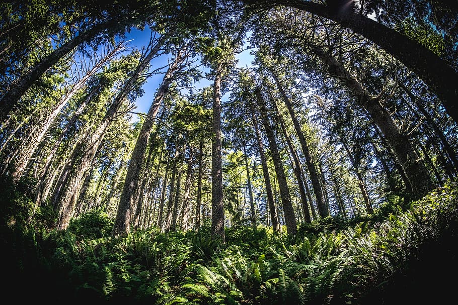 fisheye, wide angle, trees, pacific, mountains, summer, green HD wallpaper