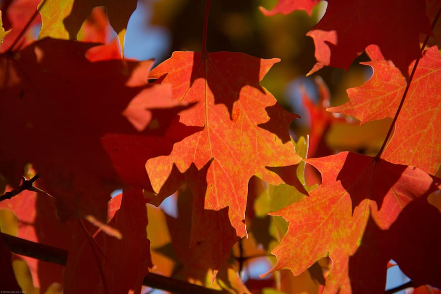fall, autumn, leaves, maple, red, leaf, plant part, change HD wallpaper
