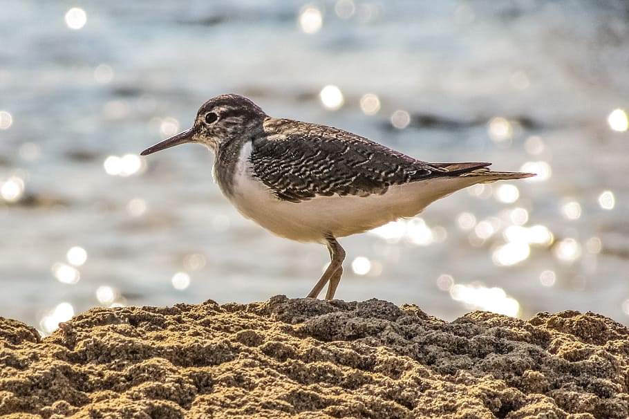 stint, grey, seabird, migratory, nature, wild, fauna, ecosystem HD wallpaper
