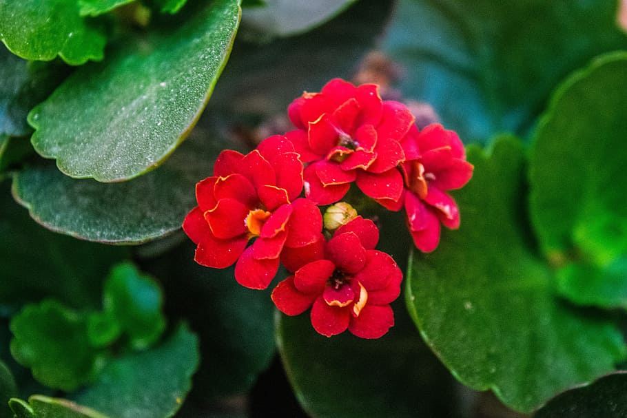 nature, small flower, wild, flowering plant, freshness, plant part HD wallpaper