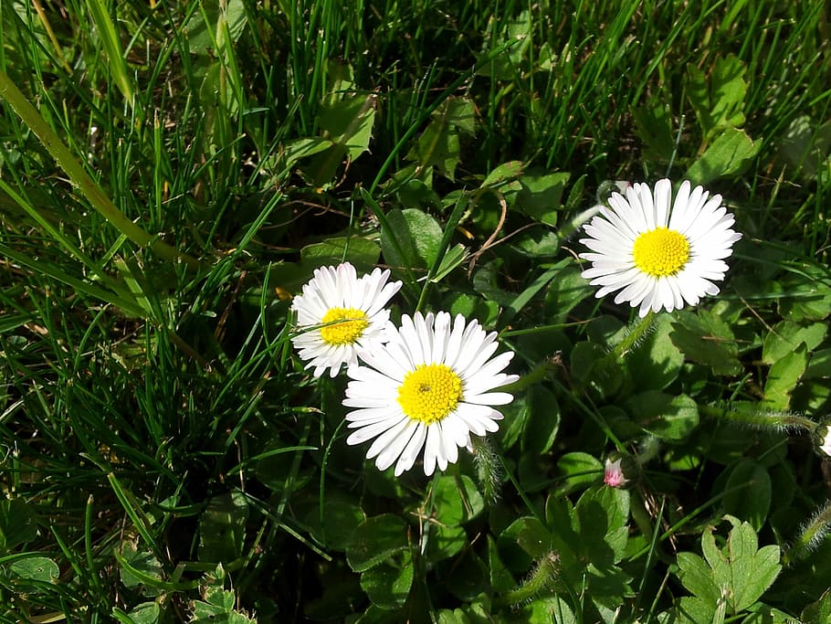 Spring, Yellow, Garden, flower, nature, no people, growth, outdoors HD wallpaper