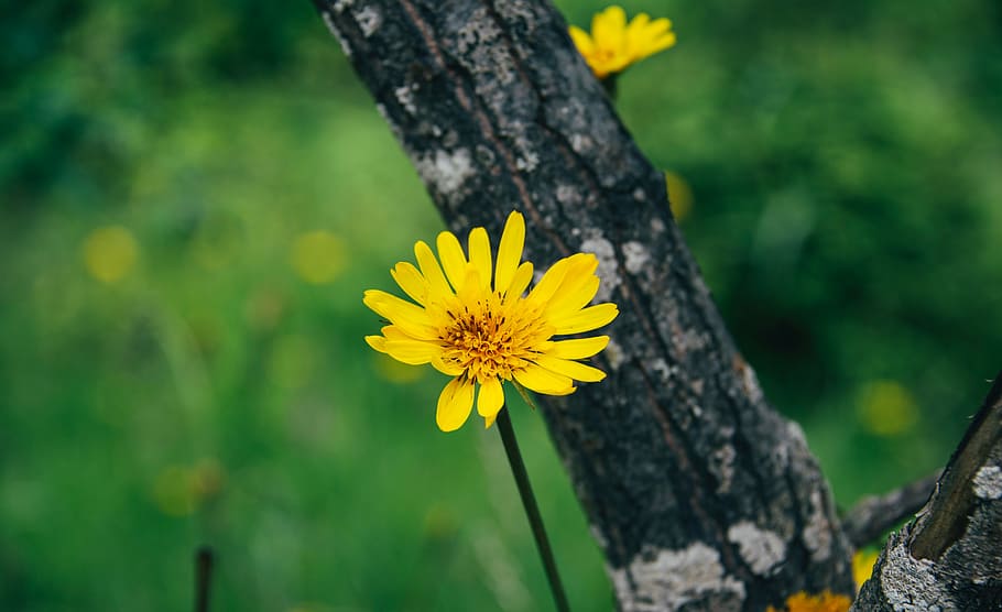 selective focus photography of yellow petaled flower near tree brunch HD wallpaper
