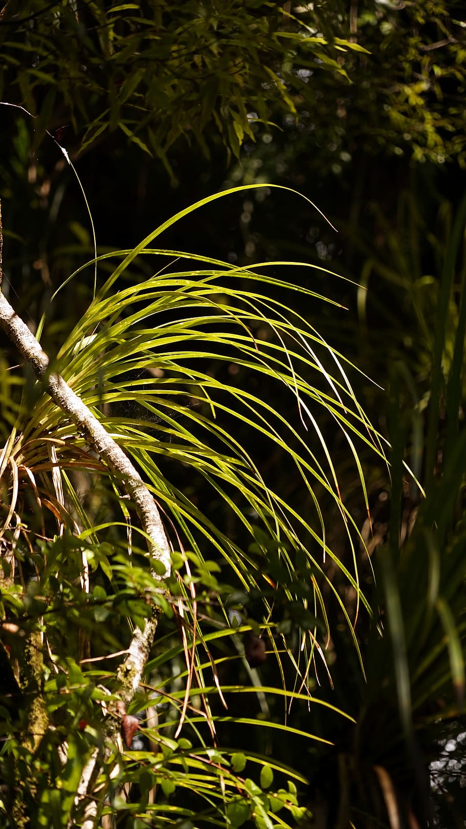 Rainforest, Grass, Back Light, lichtspiel, grasses, bluegrass HD wallpaper