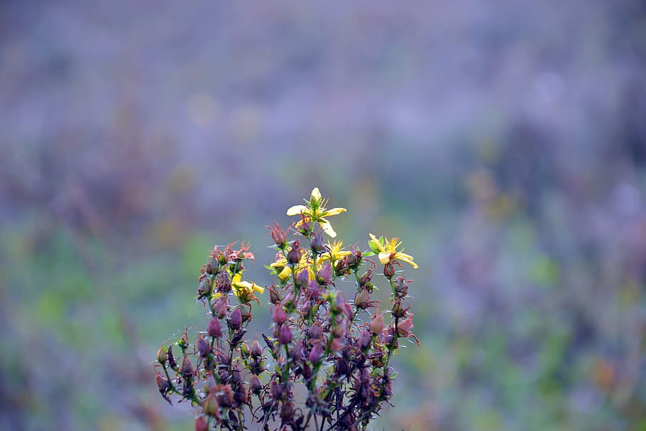 plant, hypericum, tutsan, field, yellow flowers, lilac background, HD wallpaper