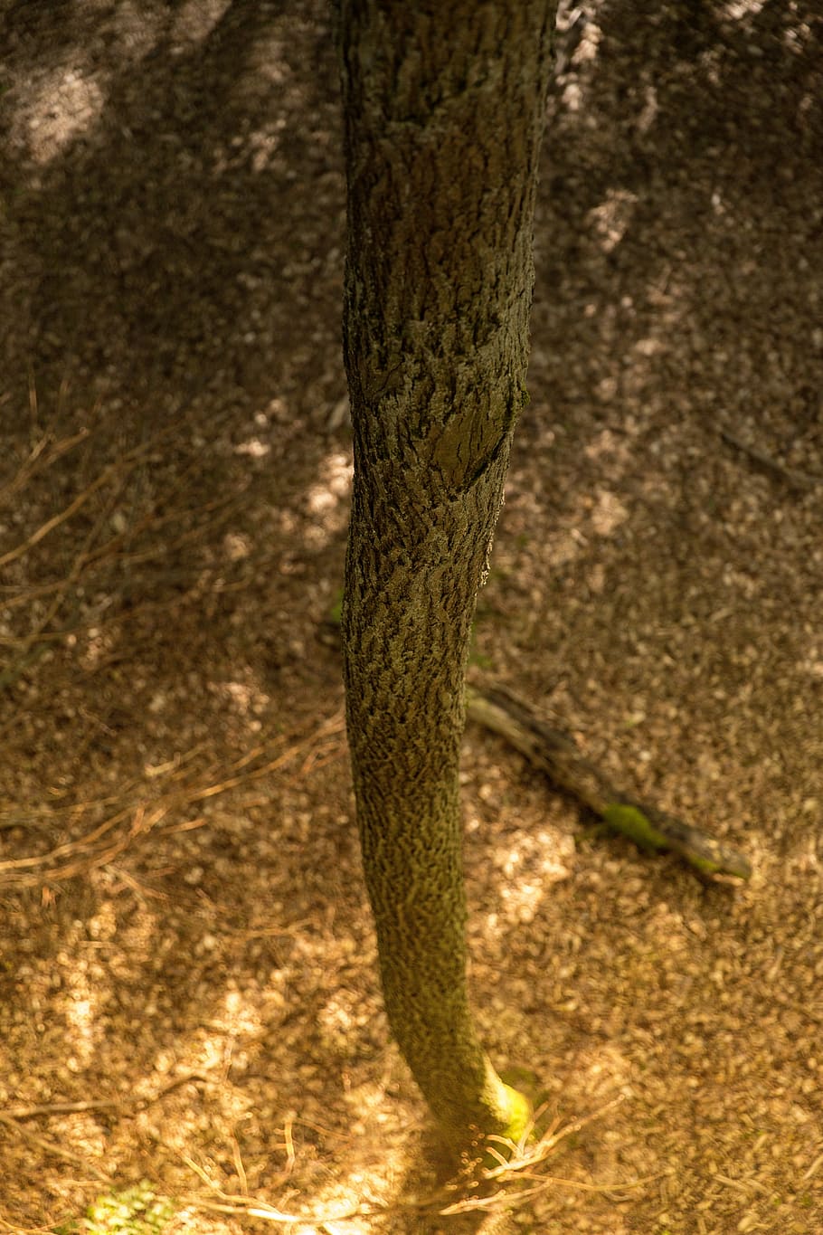 tree, tribe, log, wood, forest, tree bark, strains, nature HD wallpaper