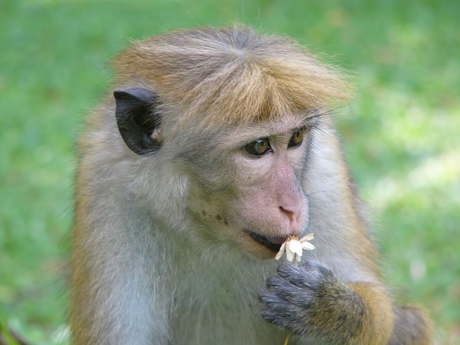 Monkey, Animal, Wild, Flower, Sri Lanka, animal themes, one animal HD wallpaper