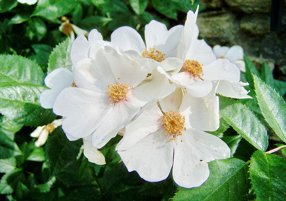 rose, single-flowered, white-flowered, plant, flowering plant HD wallpaper