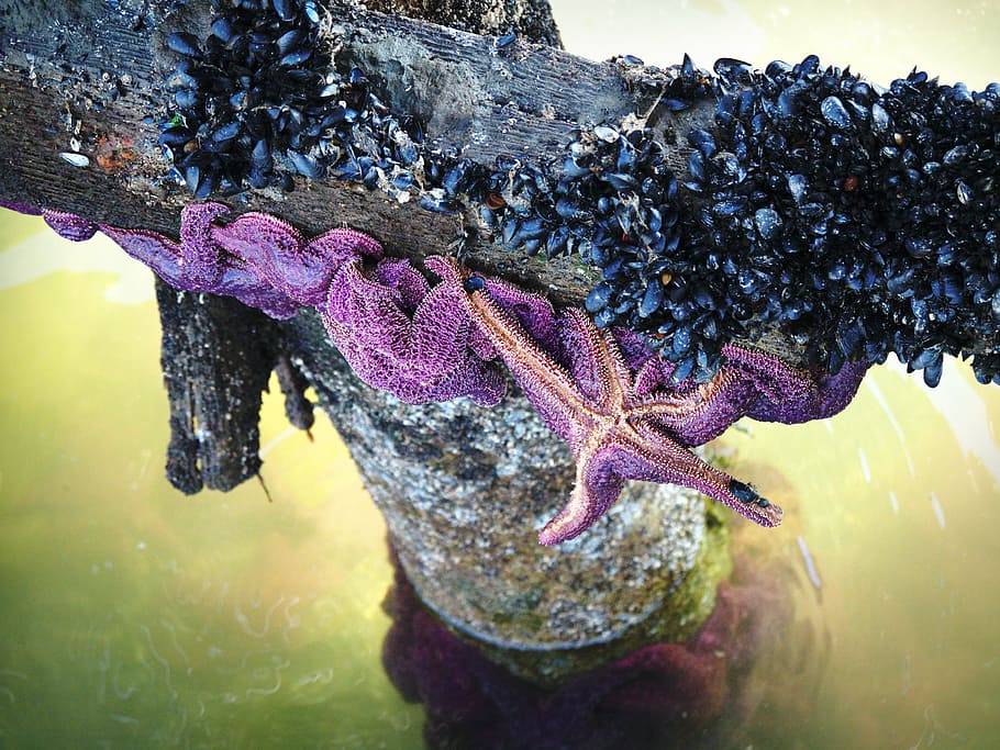 star, fish, starfish, dock, shore, shellfish, sea life, marine HD wallpaper