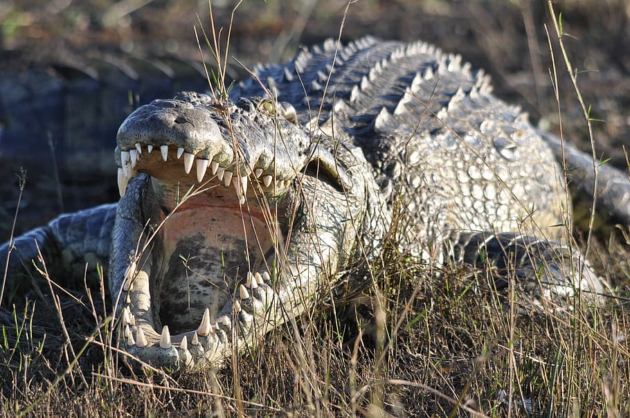 saltwater crocodile on grass field, nature, wildlife, animal