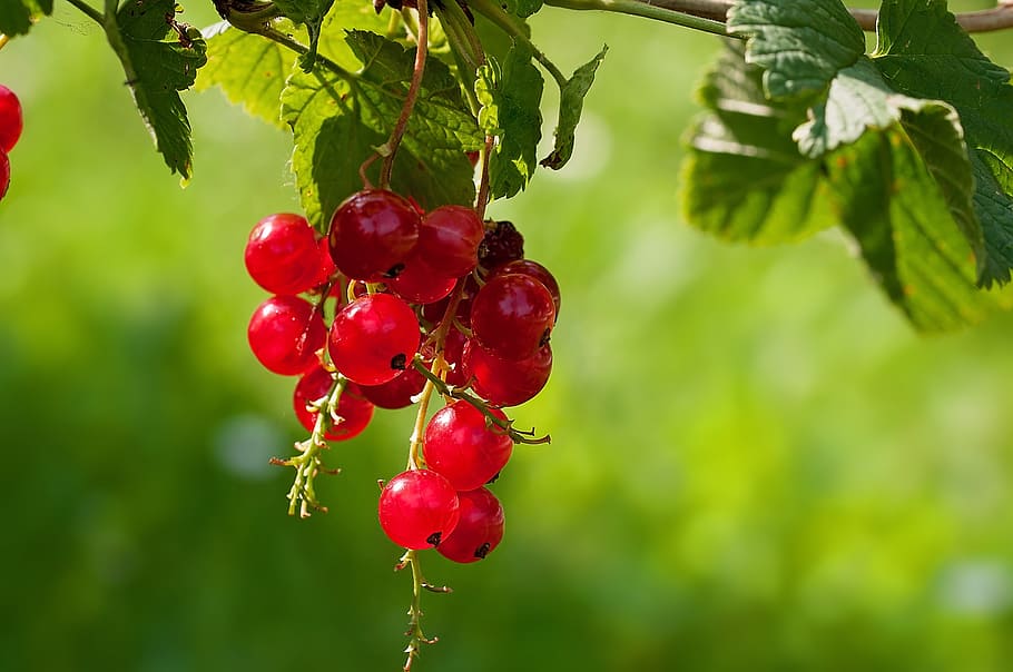 currant, red currant, fruit, soft fruit, garden, food, sweet HD wallpaper