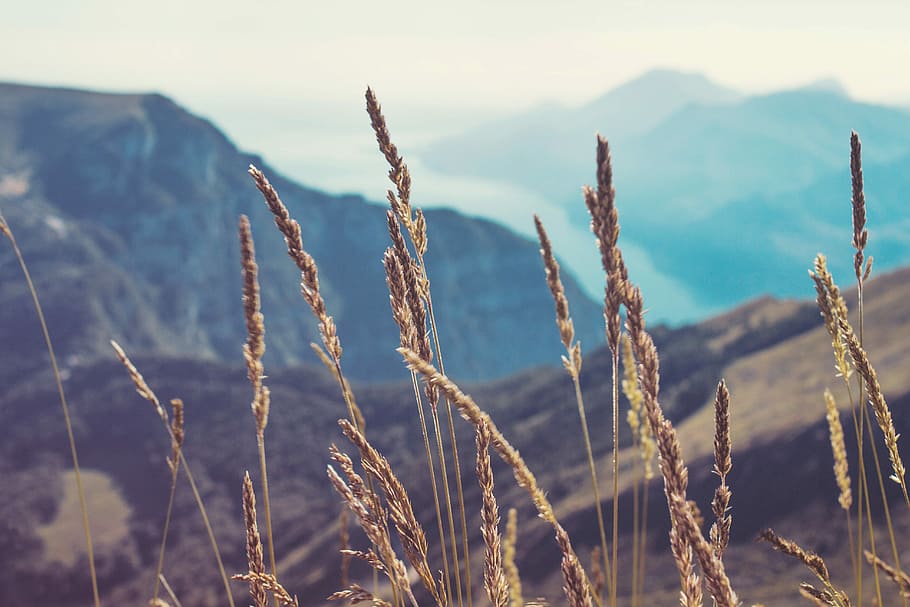 closeup photography of grass, brown wheats facing mountains, grain HD wallpaper