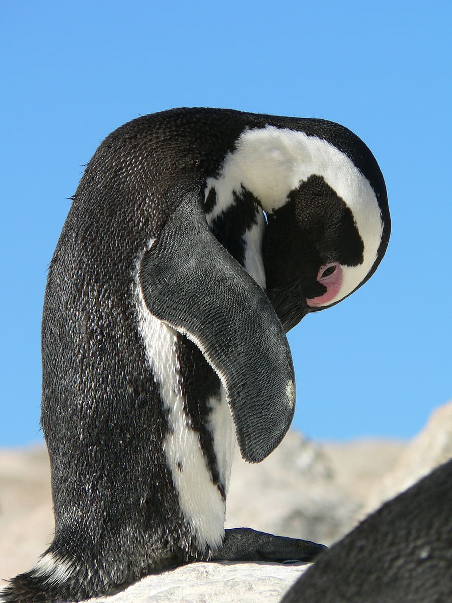 penguin, clean, sky, blue, rock, body care, animal themes, animal wildlife HD wallpaper