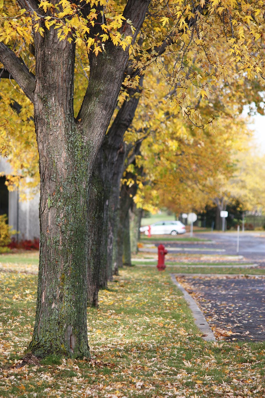 brown leaf falling on trees, street, autumn, leaves, yellow HD wallpaper