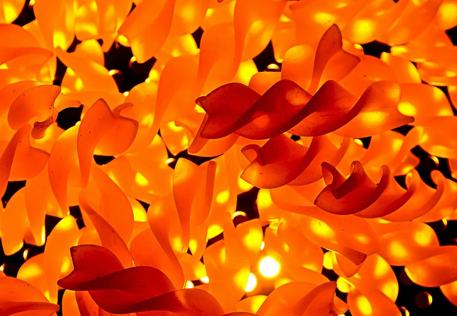 pasta, back light, spirals, yellow, orange, eat, italy, black HD wallpaper