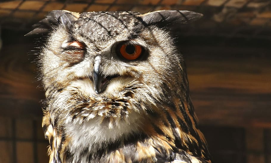 close up photo of brown owl, bird, feather, eagle owl, animals HD wallpaper