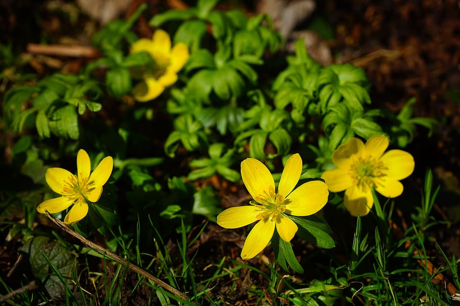 winterling, flower, blossom, bloom, yellow, eranthis hyemalis HD wallpaper