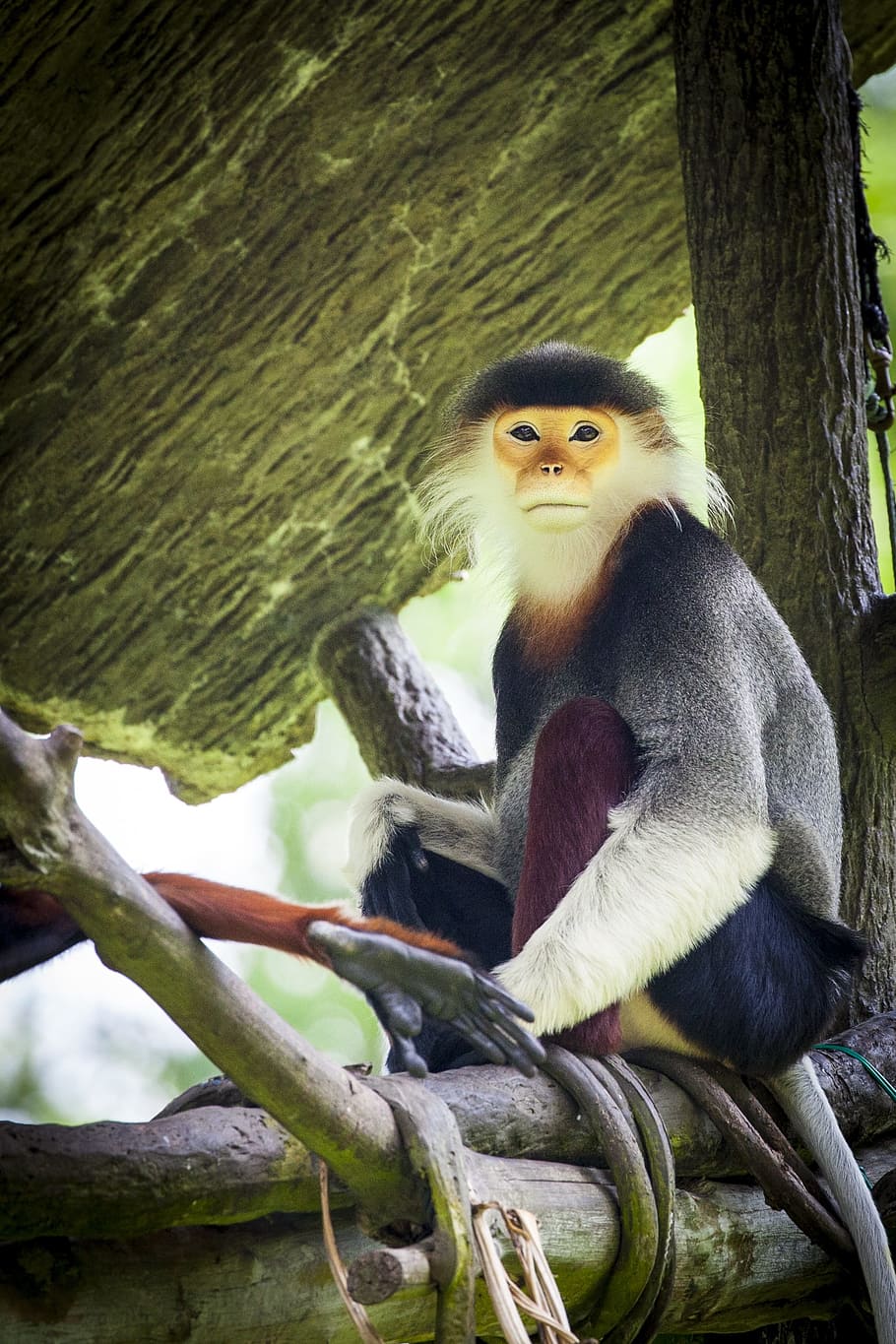 monkey, douc, douc langur, rotschenklige dresses monkeys, vietnam HD wallpaper