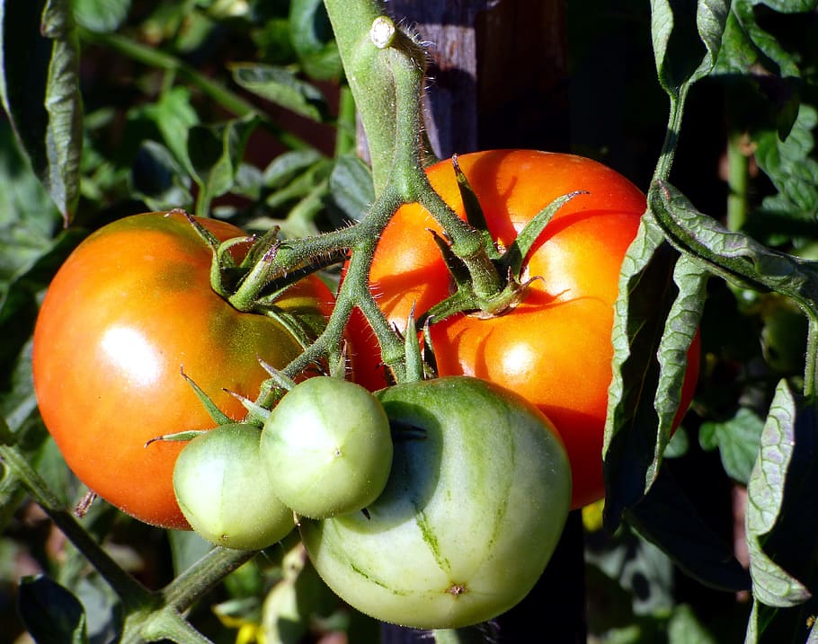 tomato, garden, power, vegetables, food, vegetable garden, harvest HD wallpaper
