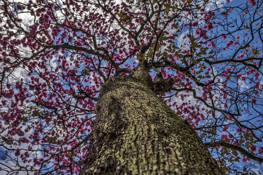 tree, branch, station, nature, plant, tree trunk, flower, flowering plant HD wallpaper