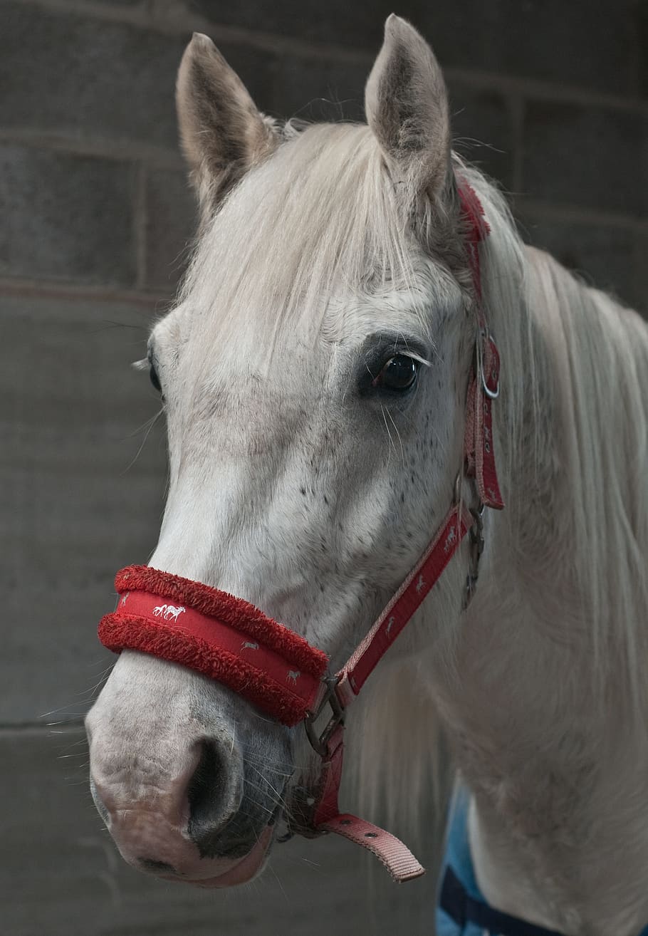 Horse, Mare, Head, White, animal, animal Head, outdoors, stallion HD wallpaper
