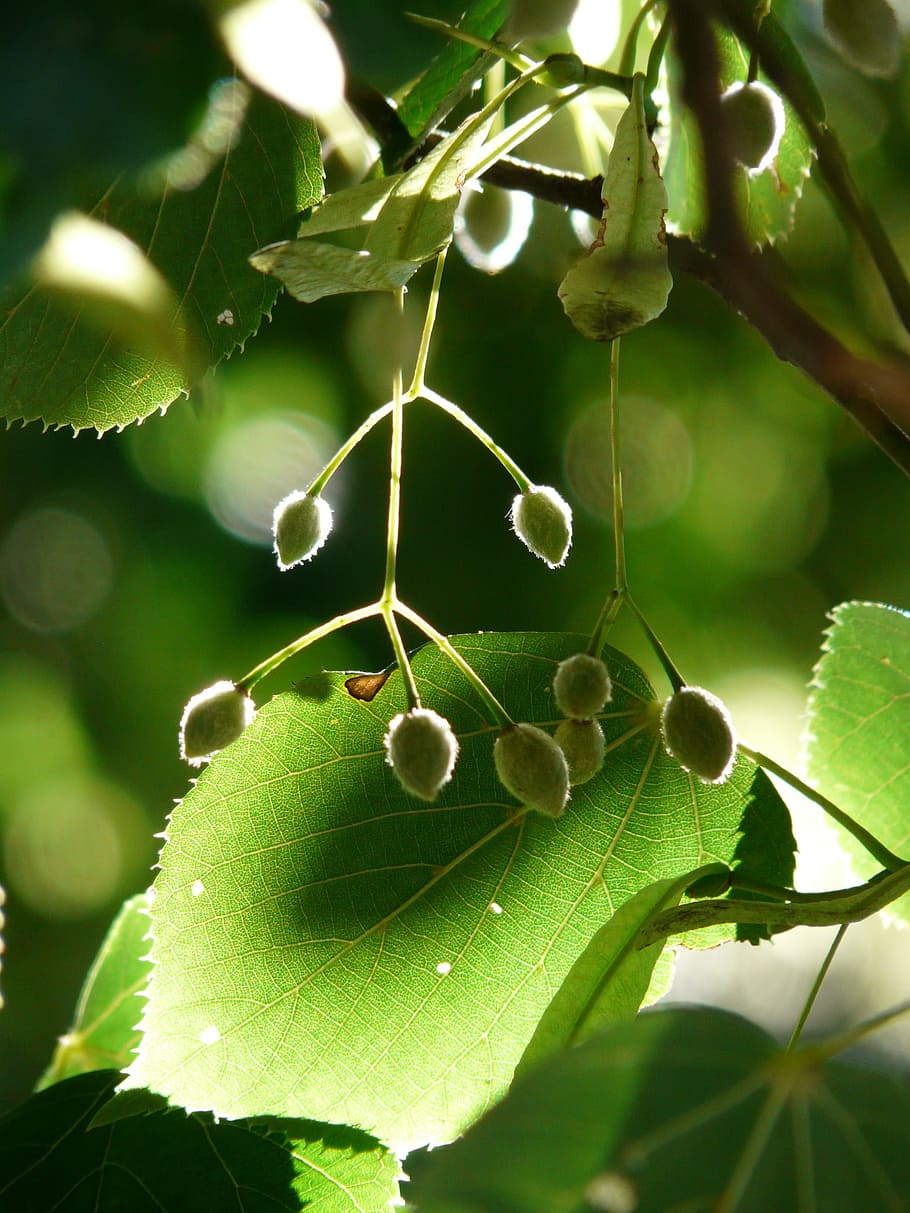Capsules, Linde, Tree, Linden, Seeds, linden seeds, fruits HD wallpaper