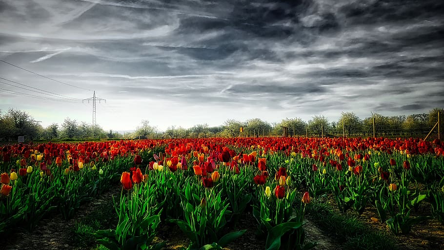 Spring, Tulips, Nature, field, agriculture, rural scene, growth HD wallpaper