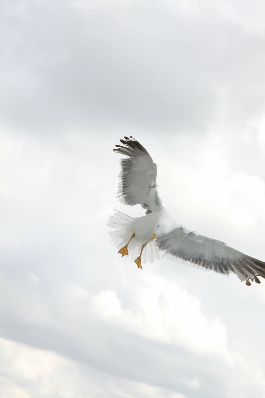 fly, bird, wings, nature, flying, spread wings, animal, animal themes HD wallpaper