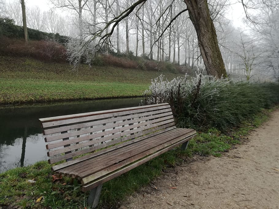 bench, tree, park, autumn, plant, nature, water, no people HD wallpaper