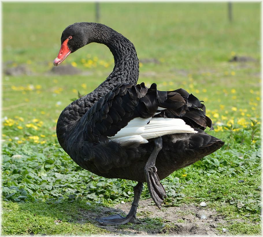 Ballet, Dance, Water, Bird, black, nature, holland, animal HD wallpaper