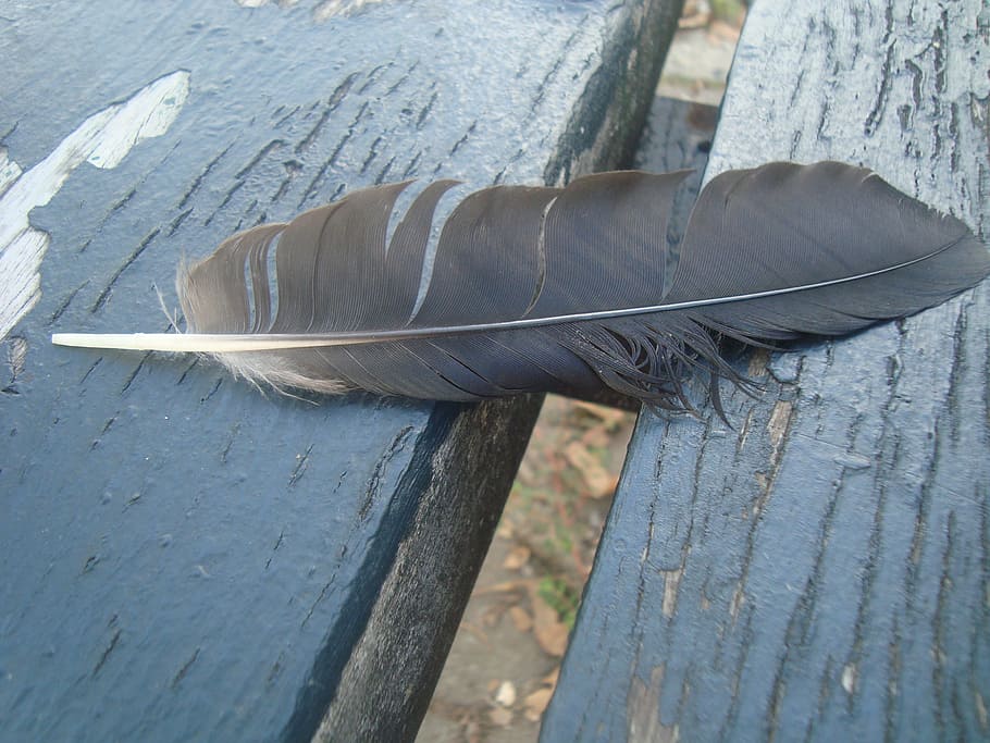 feather, bench, wing, bird, wildlife, avian, wood - material HD wallpaper
