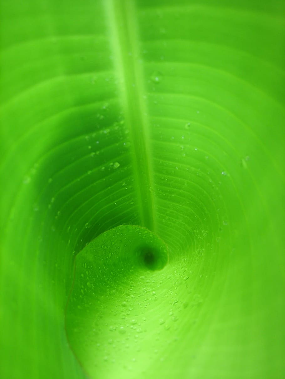 leaf, green, banana leaf, green leaf, spiral, drip, nature HD wallpaper