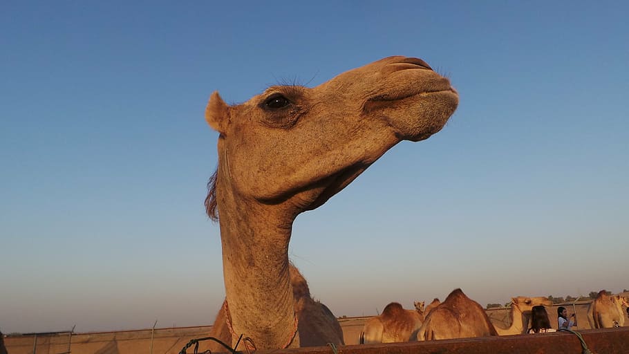 camel, dromedary, animal, head, desert, uae, sky, architecture HD wallpaper