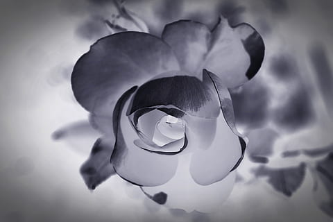 close up photography of flower with negative effects, mourning HD wallpaper