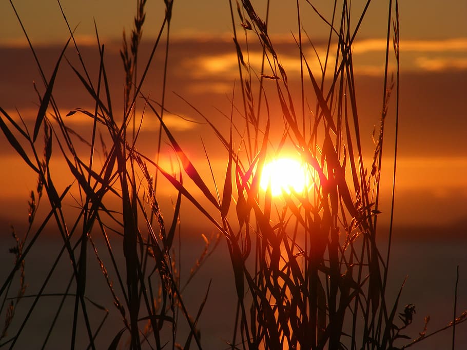 silhouette of grass during sunset, scenic, sky, summer, nature HD wallpaper