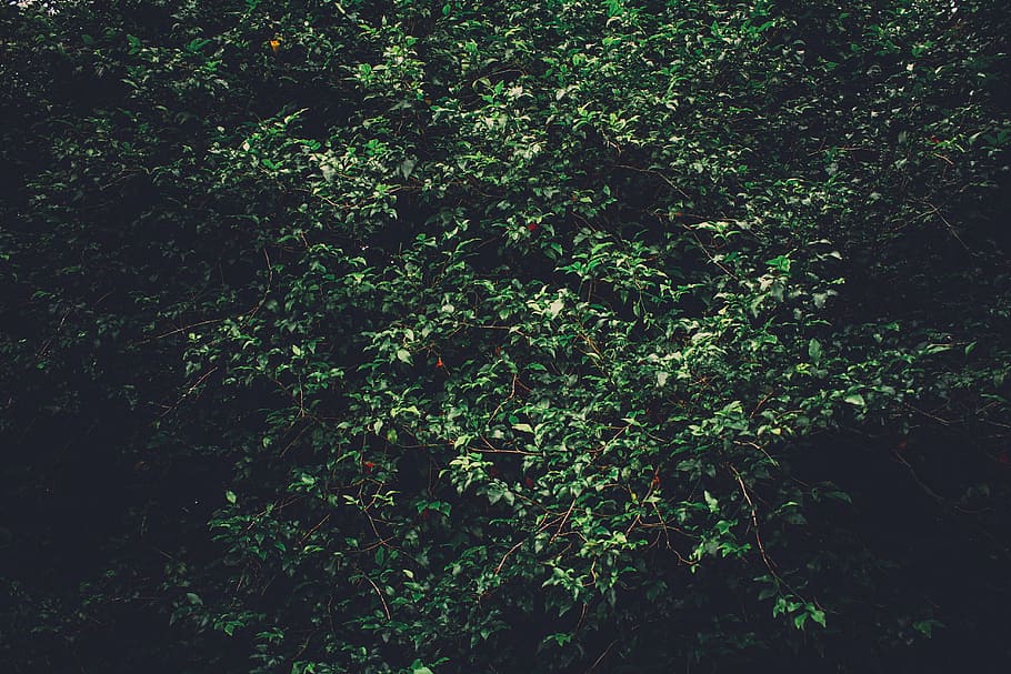 background, daylight, environment, evening, evergreen, fresh HD wallpaper
