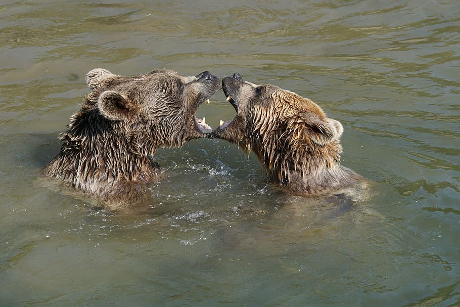 two brown bears on body of water, play, expression, animal HD wallpaper