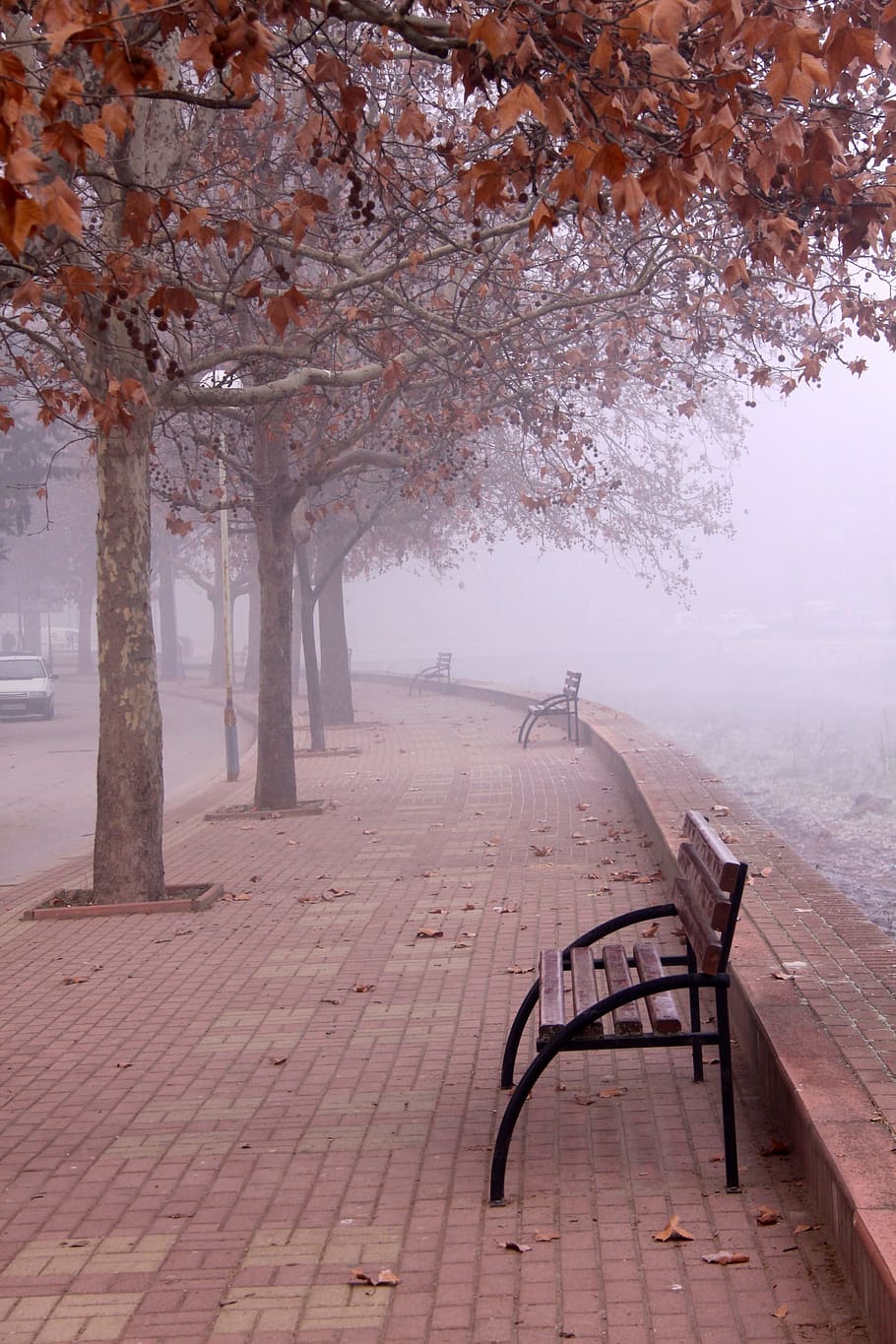 fall, leaves, autumn, tree, seat, plant, beauty in nature, empty HD wallpaper