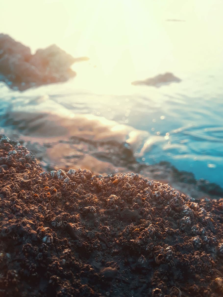 Rock Shells, rock, beach, sea, ocean, water, nature, sky, solid HD wallpaper