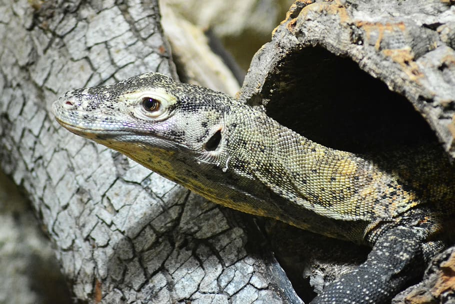 monitor lizard, reptile, veranidae, cold blooded, animal, scales HD wallpaper