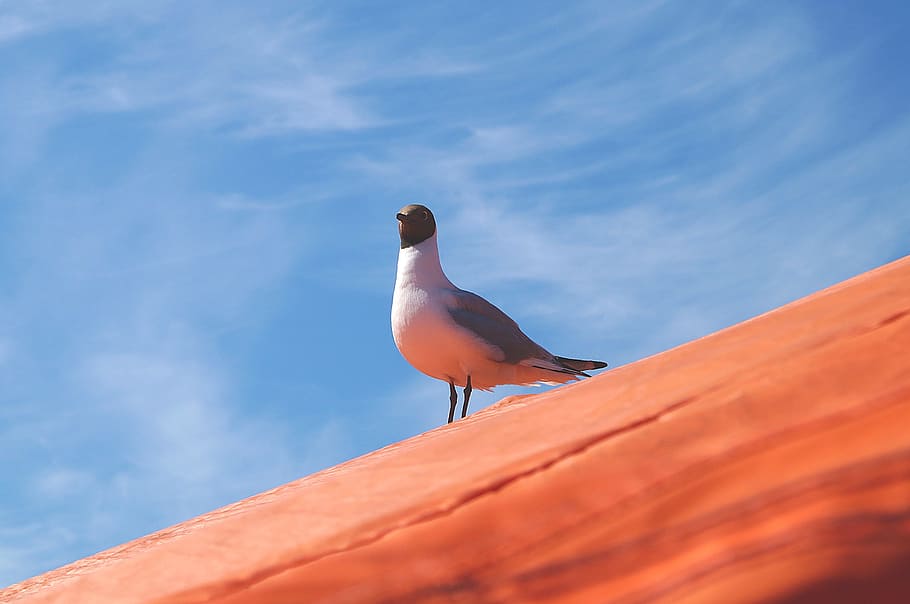 black headed, gull, seagull, black-headed, bird, helsinki, finland HD wallpaper