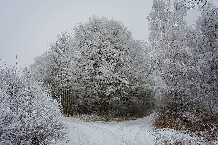 Forest, Wintry, Winter Trees, white, nature, snow, ripe, hoarfrost HD wallpaper