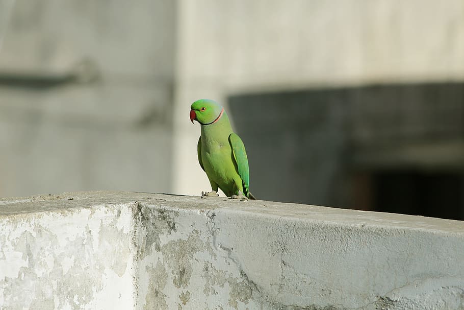 parrot, green red, random, bird, animal themes, vertebrate HD wallpaper