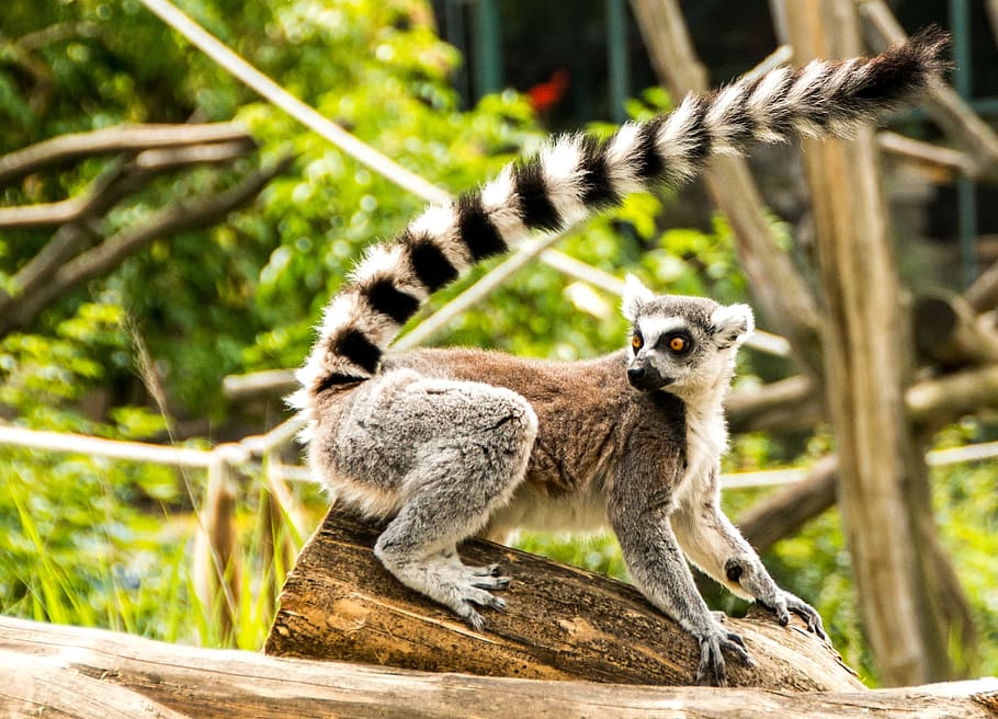 Ring Tailed Lemur, Eye, Lemur Catta, face, madagascar, zoo, HD wallpaper