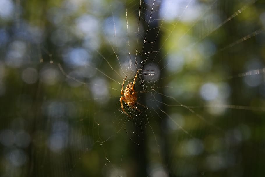 spider, forest, spider web, canvas, nature, invertebrate, animal HD wallpaper