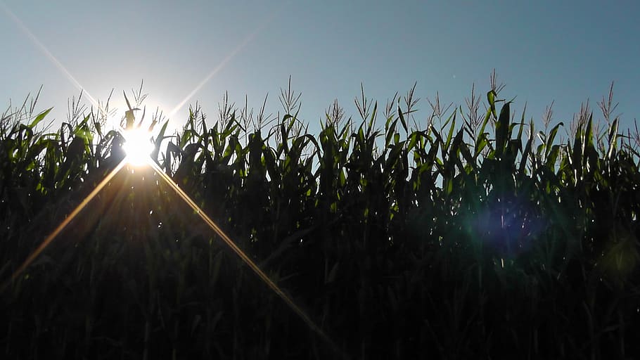 sunset, landscape, nature, cornfield, sunbeam, rays, light HD wallpaper