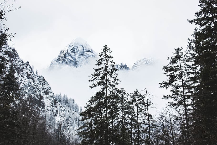 snow, winter, white, cold, weather, ice, trees, plants, nature HD wallpaper