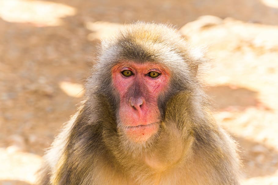 photo of gray monkey, focus photography of brown primate, macaque HD wallpaper