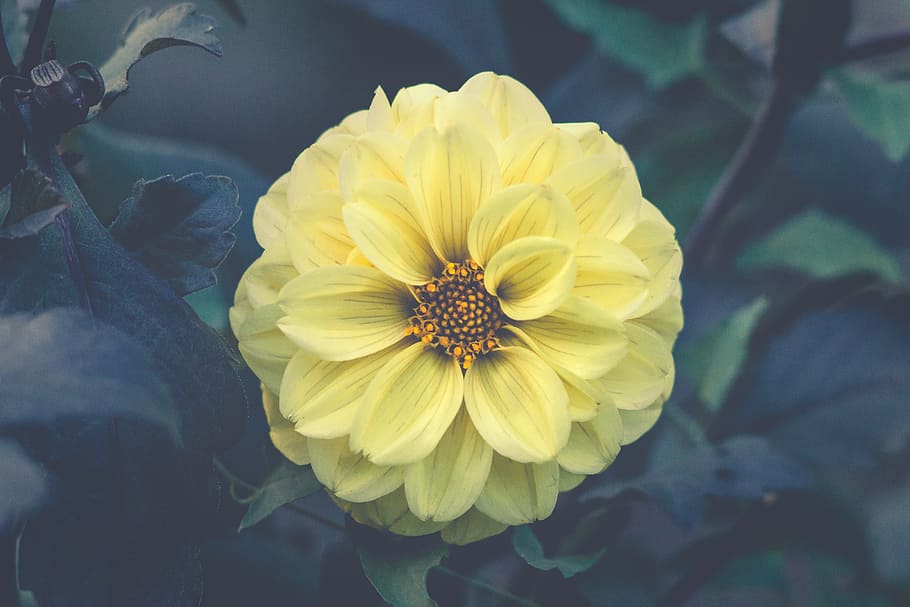yellow dahlia, selective focus photography of yellow dahlia flower HD wallpaper