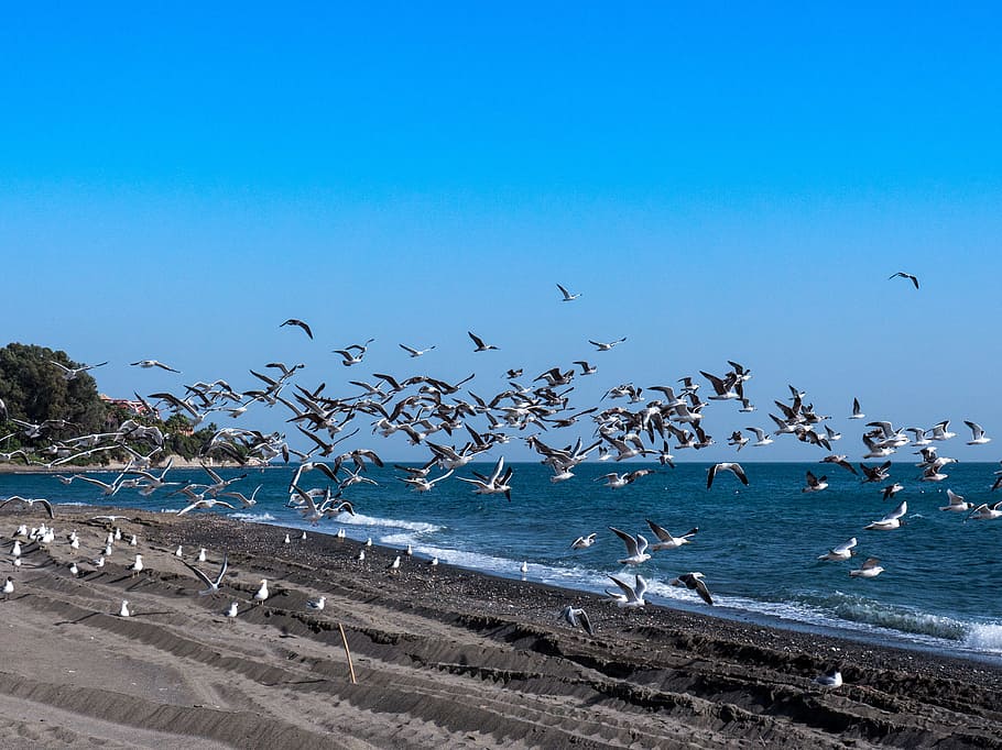 Seagulls, Sea, Beach, Fly, Mediterranean, bird, dom, blue sea HD wallpaper