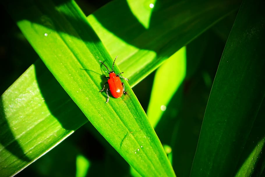 Beetle, Insect, Close, Nature, red, green color, animals in the wild HD wallpaper